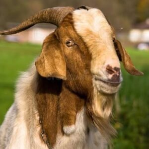 Goat(Male) {Per KG}