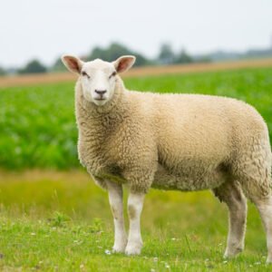 Sheep (female) {Per KG}